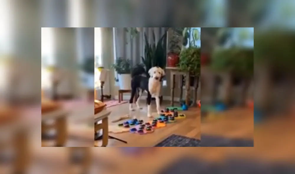 Desliza las imágenes para ver más sobre el adorable comportamiento de este perrito. (Foto: captura)