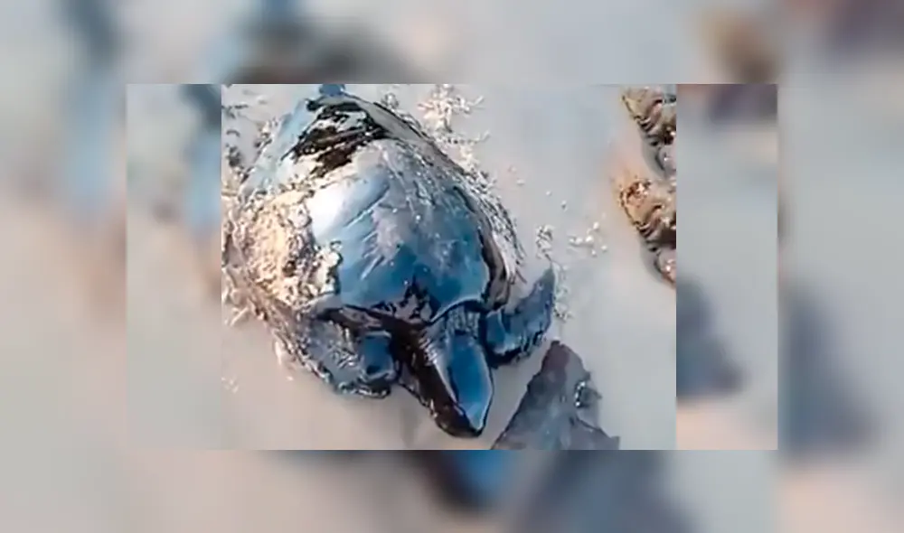 En YouTube, unos hombres caminaban por la playa y encontraron a unas indefensas tortugas que estaban llenas de petróleo.