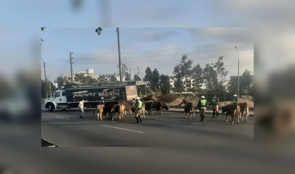 Animales muertos y vivos fueron retirados por la propia compañía que los trasladaba, mientras que el chofer y el camión fueron llevados a la comisaría de Monterrico. (Foto: Municipalidad de Surco)