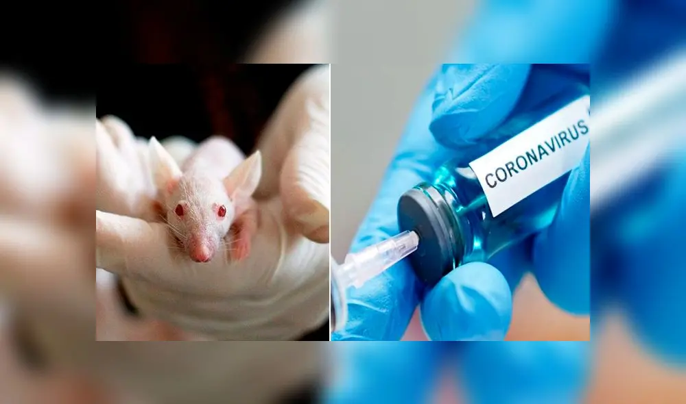 Se prevé que la vacuna del coronavirus esté lista para 2021. Se prevé que la vacuna del coronavirus esté lista para 2021.