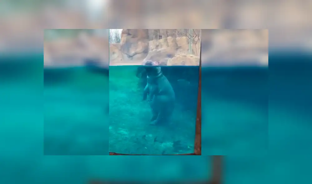 En YouTube, un hipopótamo hembra fue captada en el preciso momento que se desplazaba en su recinto. En YouTube, un hipopótamo hembra fue captada en el preciso momento que se desplazaba en su recinto.