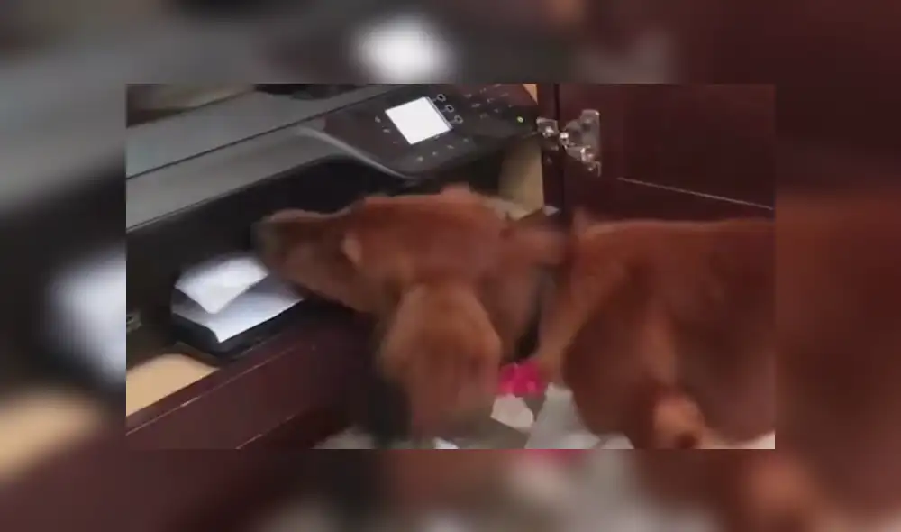 Facebook viral: Chico graba el preciso instante en que su travieso perro 'devora' su tarea [VIDEO]
