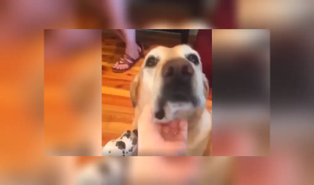 Desliza las imágenes para conocer el comportamiento de un perro al estar junto a la nueva mascota de su dueño. Desliza las imágenes para conocer el comportamiento de un perro al estar junto a la nueva mascota de su dueño.