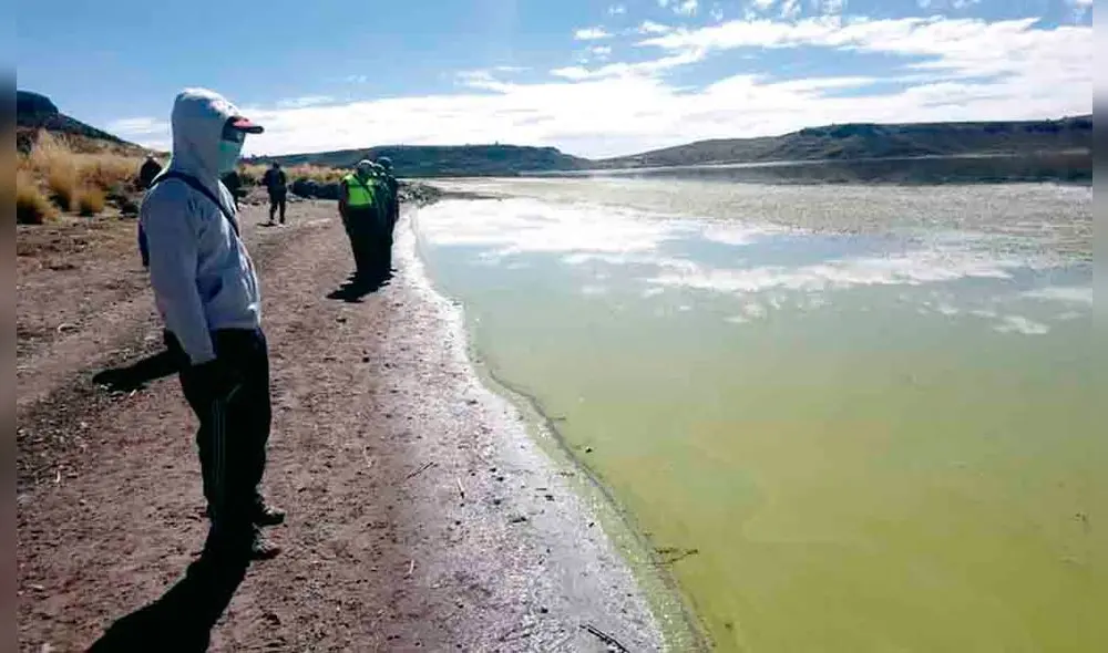PRUEBAS AL CANTO. Contaminación cada vez se extendería más. Varias vicuñas murieron por consumo de agua sucia. Población pide solución a este problema.