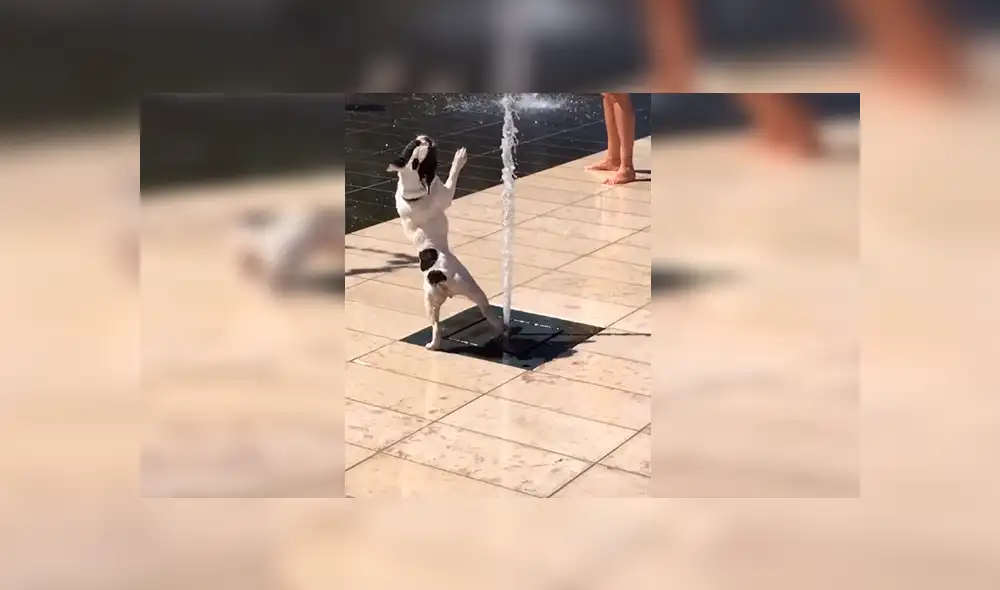 Facebook viral: pequeño perro no soportó la ola de calor y se dio tremendo 'chapuzón' en pileta [VIDEO] 