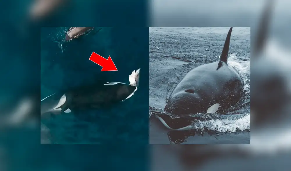 YouTube viral: Captan el preciso instante en que tiburón es devorado por una temible orca [VIDEO]