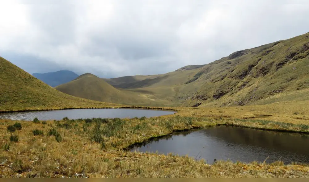 Con esta propuesta también se protegerá a especies de animales y plantas Con esta propuesta también se protegerá a especies de animales y plantas