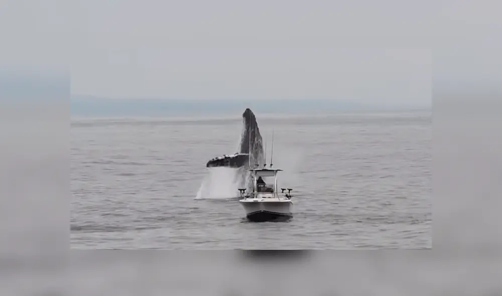 YouTube viral: Pescador queda en shock al ver que enorme criatura surge del océano 