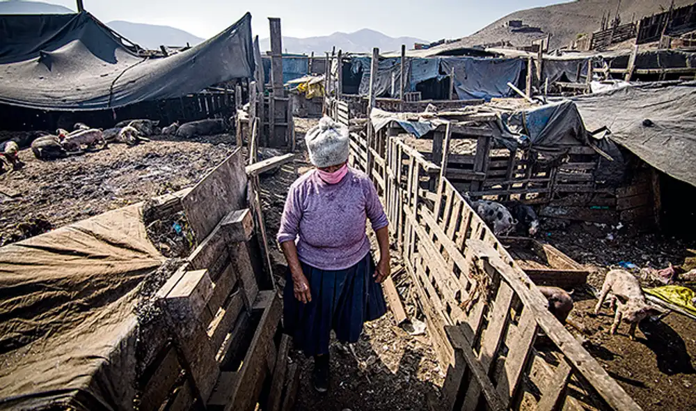 criadero chanchos coronavirus covid-19 cerdos pobreza