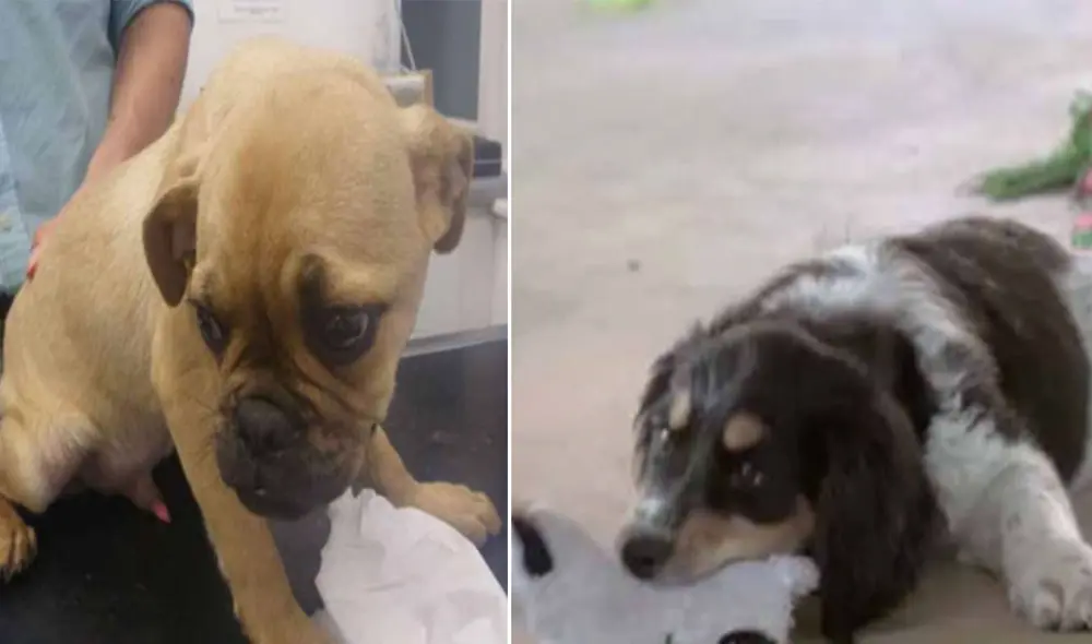 Desliza hacia la izquierda para ver más detalles sobre esta conmovedora historia. Foto: captura de Facebook