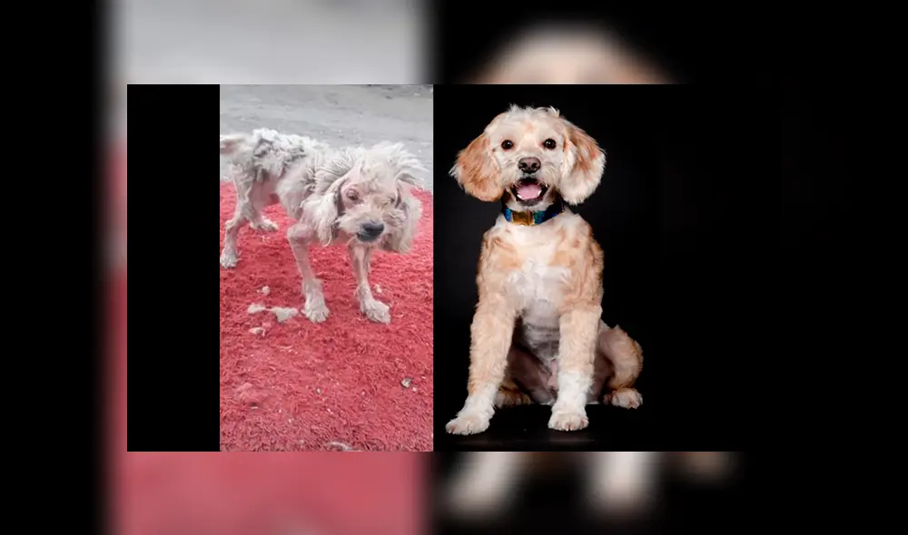 En Facebook, un rescatista fue el responsable de brindarle los cuidados al perro y tras cinco meses luce diferente. En Facebook, un rescatista fue el responsable de brindarle los cuidados al perro y tras cinco meses luce diferente.
