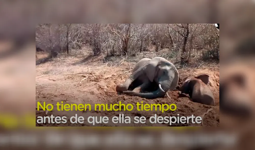 Desliza hacia la izquierda para ver las imágenes del viral de YouTube. Desliza hacia la izquierda para ver las imágenes del viral de YouTube.