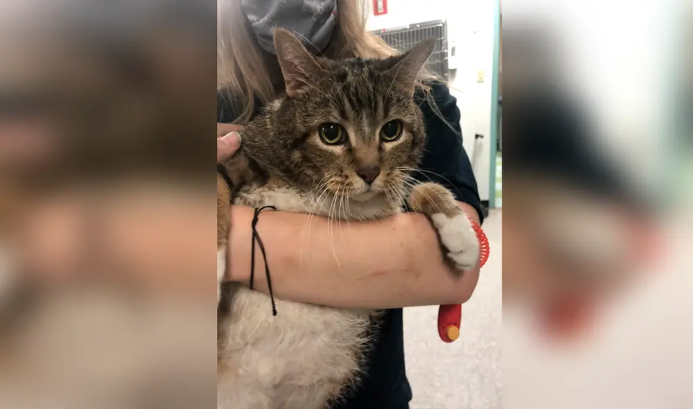 Facebook - gato Facebook - gato