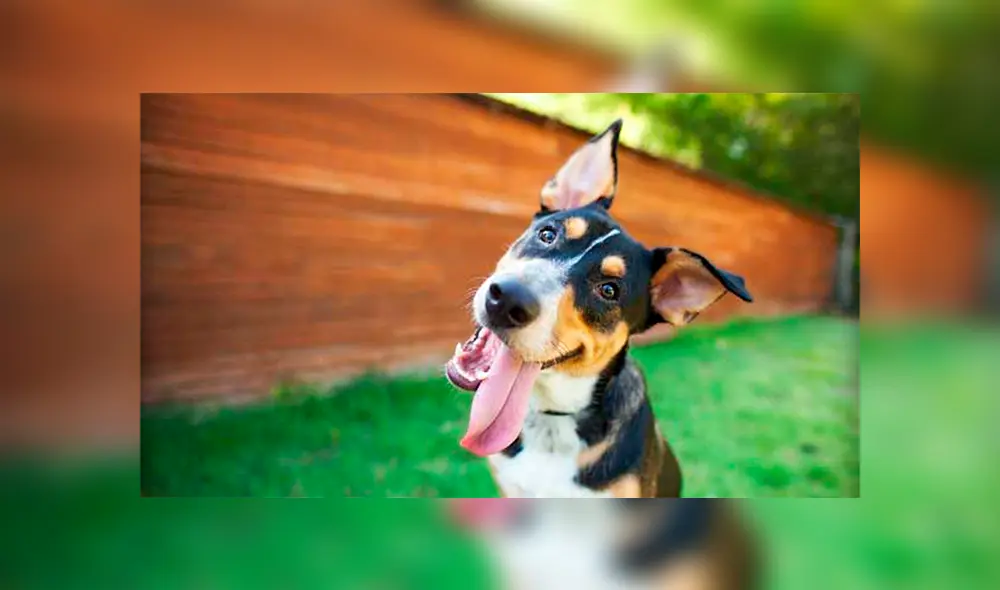 Cada 21 de julio se celebra el Día Internacional del Perro. Créditos: Shutterstock Cada 21 de julio se celebra el Día Internacional del Perro. Créditos: Shutterstock