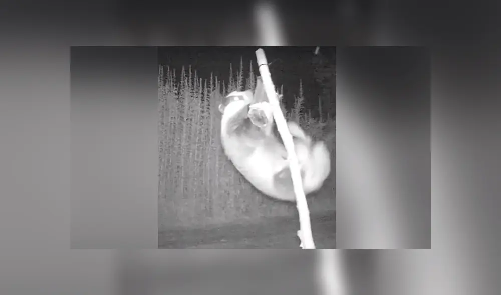 Un video viral muestra el animal que se robaba la cosecha de un granjero.