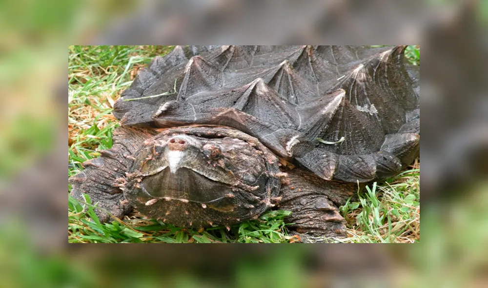 Así luce una tortuga mordedora. Foto: Captura.