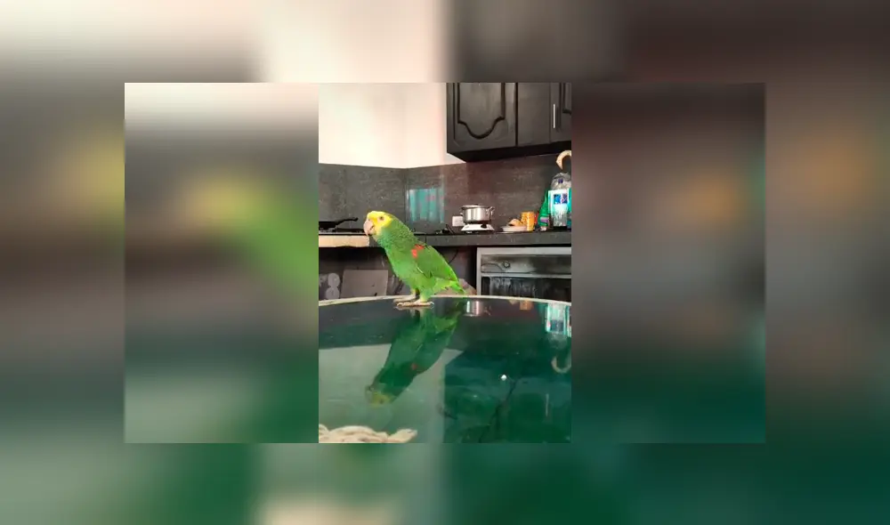 Desliza las imágenes para conocer la increíble habilidad de un loro para hablar y cantar junto a su dueña. Foto: Captura.