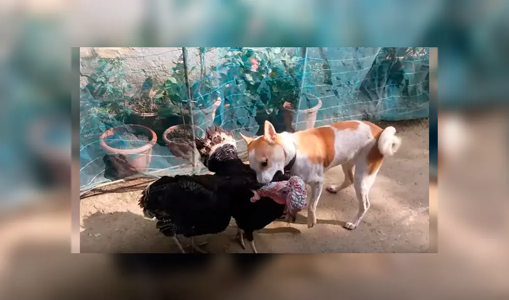 Video es viral en YouTube. Hombre grabó el curioso comportamiento que tuvo su perro cuando vio que dos de sus pavos estaban enfrascados en una feroz pelea