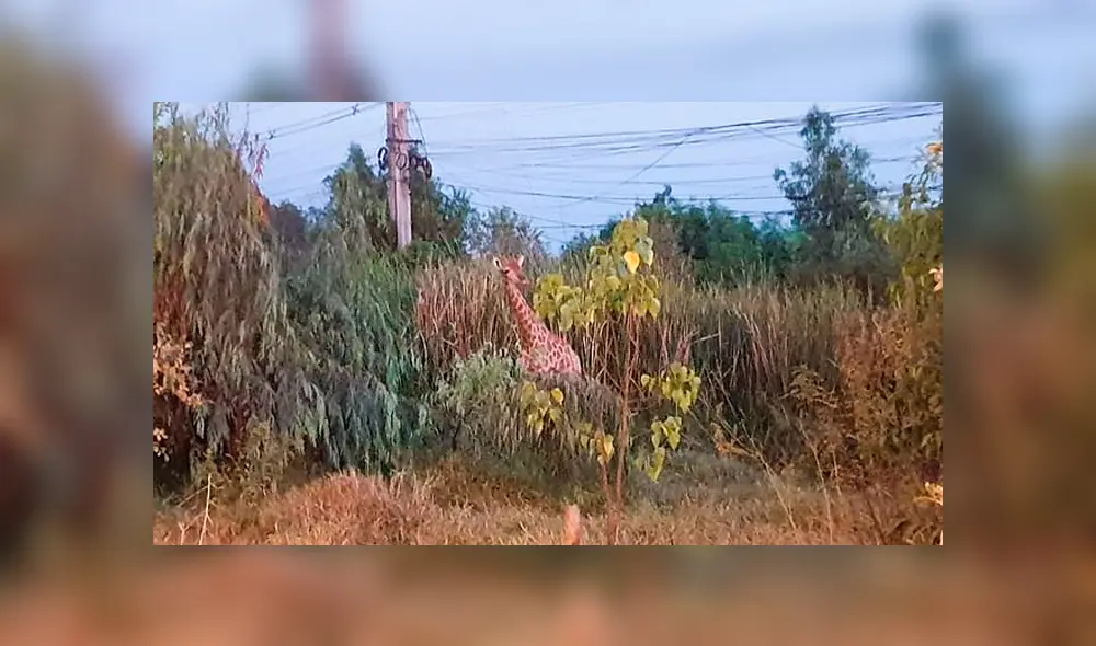 Hallan muerta a jirafa que escapó de camión que la llevaba al zoológico [VIDEO]