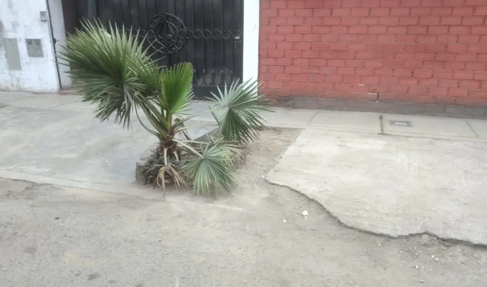 Las subgerencias de Obras y Mantenimiento del Ornato, y de Limpieza, Parques y Jardines ayudaron a remover el concreto que afectaba el área verde. (Foto: Municipalidad de Surco)