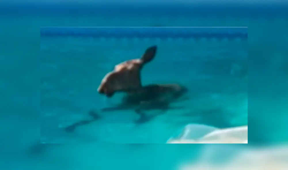 Desliza la imagen compartida en Facebook para verlas todas. Foto: captura