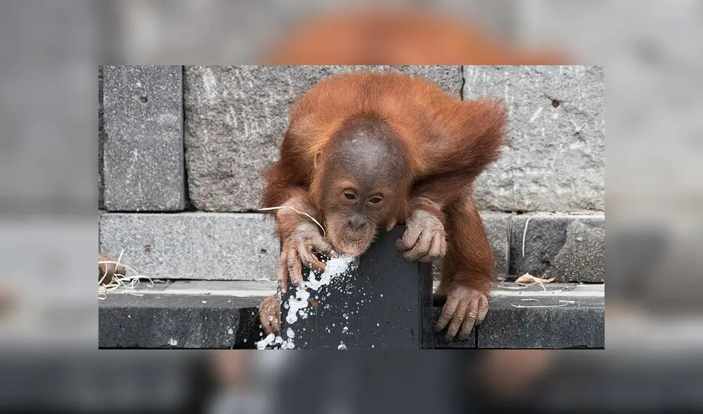 Bebé orangután tiene un berrinche y la reacción de su madre se vuelve viral [FOTOS]