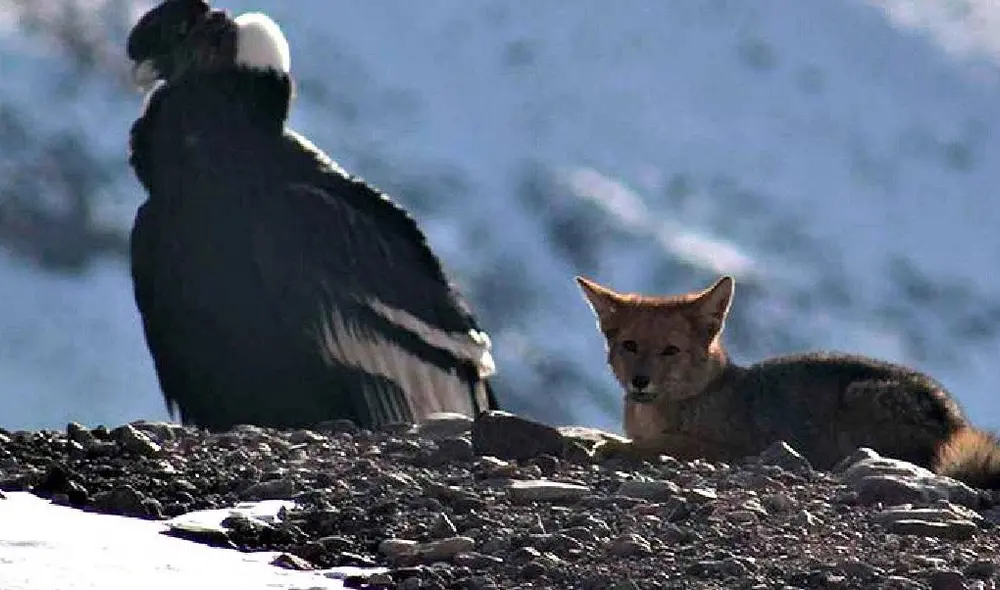 La hermosa imagen ha cautivado a miles de personas. Foto: Diario Jornada La hermosa imagen ha cautivado a miles de personas. Foto: Diario Jornada