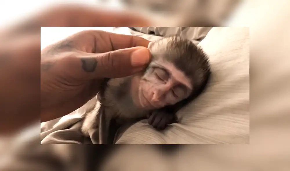 YouTube viral: Joven adopta a un mono y lo cuida como si fuera su bebé [VIDEO]
