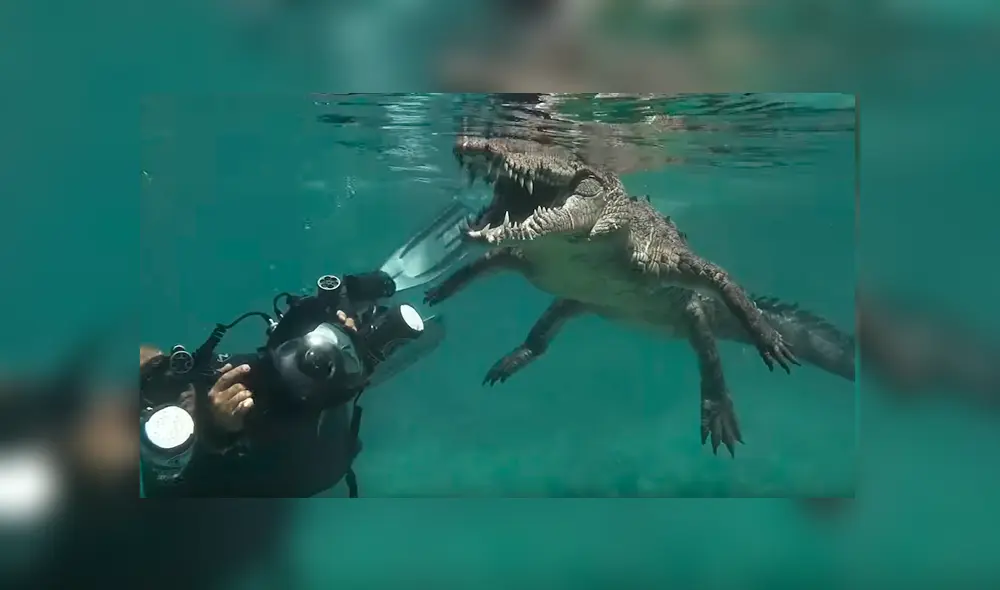 El hombre se acercó peligrosamente al reptil y sacó rápidamente su cámara para sacarle fotografía de cerca. El desenlace ha sorprendido a todos El hombre se acercó peligrosamente al reptil y sacó rápidamente su cámara para sacarle fotografía de cerca. El desenlace ha sorprendido a todos