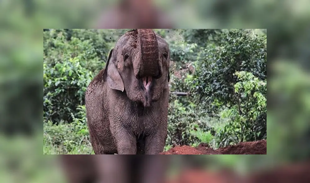 Elefanta mara Elefanta mara