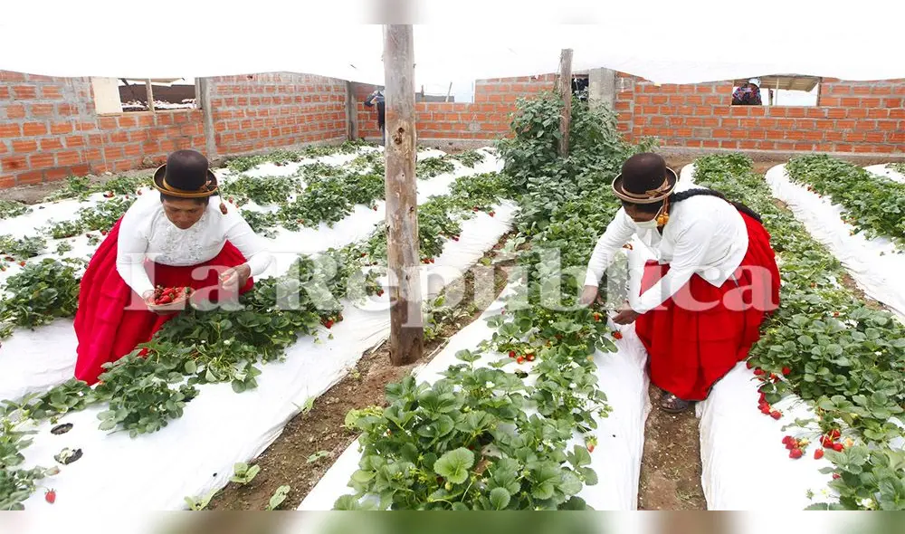 Mujeres fueron beneficiarias de un programa destinado a la producción de fresas a través de biohuertos.