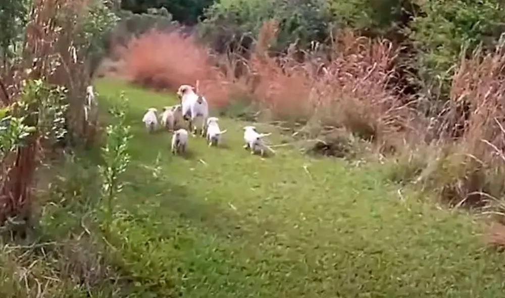 El labrador llevó a sus cachorros al estanque. Foto: YouTube/Zoorprendente