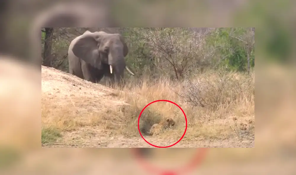 Enorme elefante defiende a ciervo que fue atacado por feroz leopardo [VIDEO]  