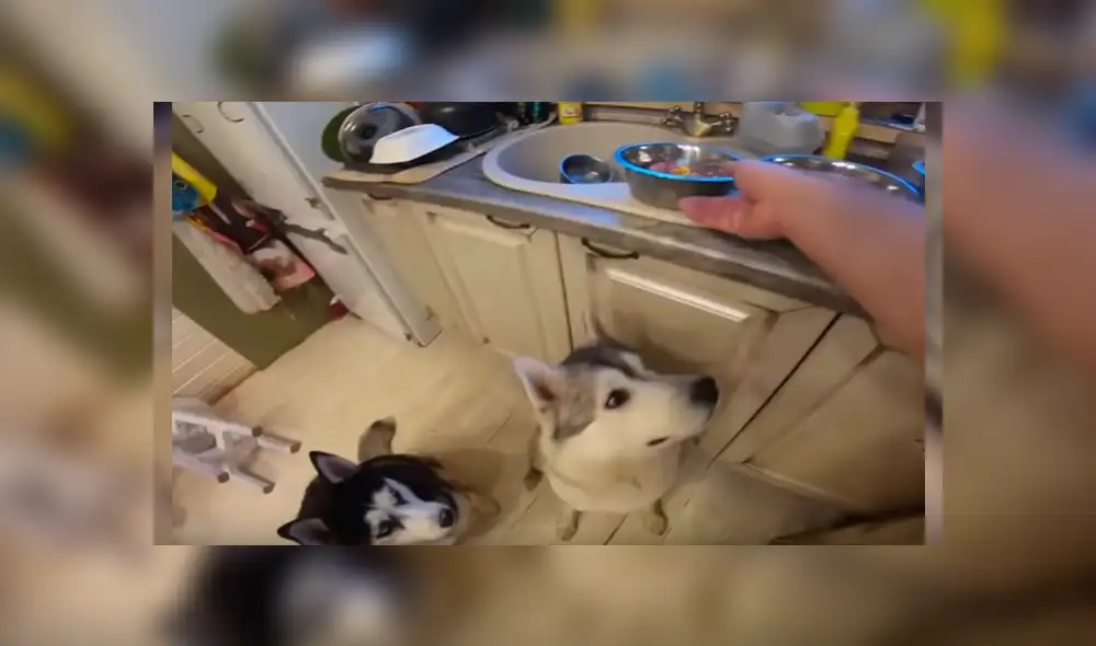 Video es viral en YouTube. Grupo de perros, de raza husky siberiano, ha cautivado a miles de usuarios con su singular comportamiento antes de empezar a comer Video es viral en YouTube. Grupo de perros, de raza husky siberiano, ha cautivado a miles de usuarios con su singular comportamiento antes de empezar a comer