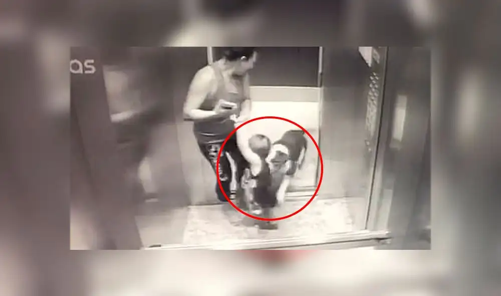 Niño de 18 meses sufre brutal ataque de un bulldog en un ascensor [VIDEO]