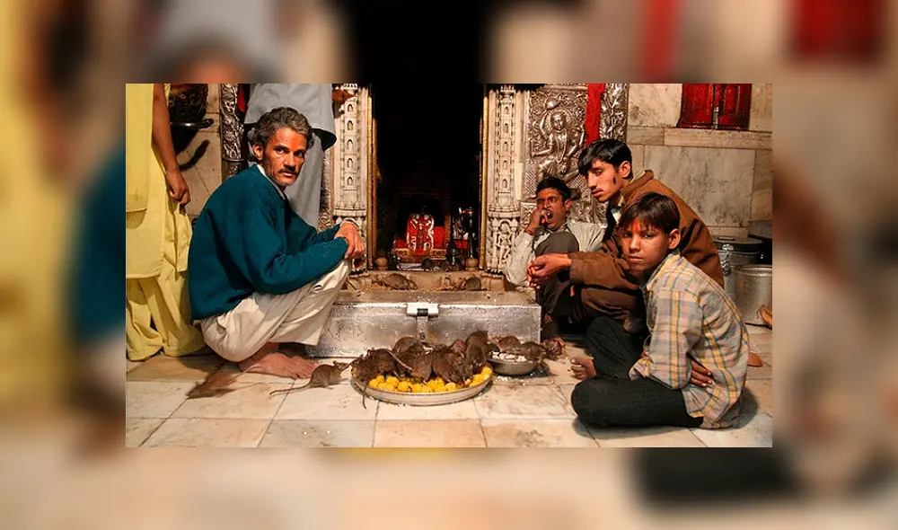 YouTube: ¿Conoces el 'Templo de las ratas' de la India? Aquí la sorprendente historia de este santuario