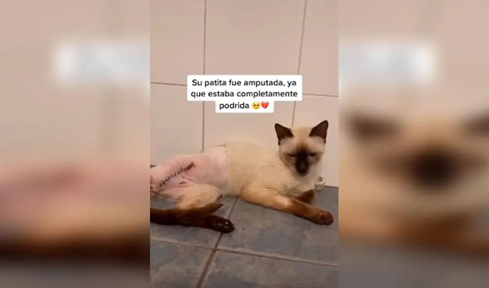Desliza las imágenes para conocer la historia de Bambi, una gata que sufrió la amputación de su pata trasera. Foto: Captura de Facebook