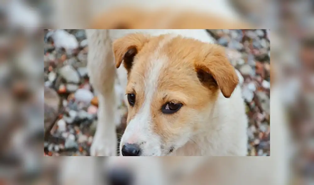 Perro abandonado en un pozo por un mes se comió su pata