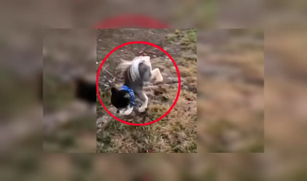 El can desconcertó a cientos de usuarios en YouTube tras ser captado orinando en la calle El can desconcertó a cientos de usuarios en YouTube tras ser captado orinando en la calle