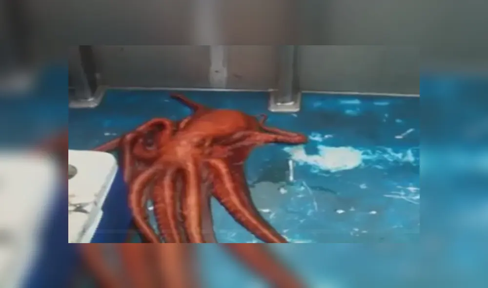 Desliza para ver el video viral publicado en YouTube. Foto: Captura. Desliza para ver el video viral publicado en YouTube. Foto: Captura.