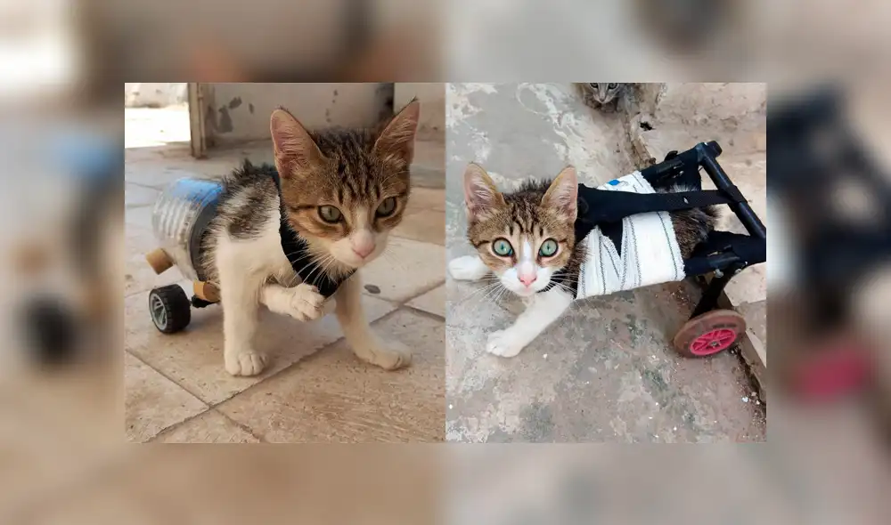 Ahmed Manai construyó prótesis para ayudar a animales discapacitados y darles una nueva oportunidad. Foto: Instagram Ahmed Manai construyó prótesis para ayudar a animales discapacitados y darles una nueva oportunidad. Foto: Instagram