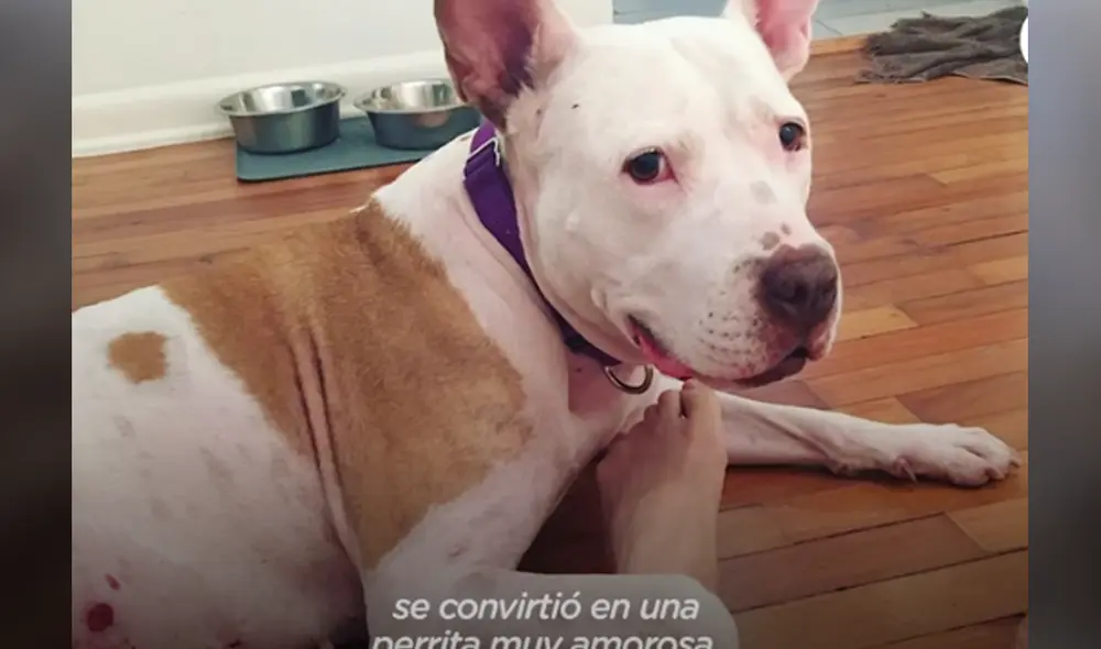Desliza hacia la izquierda para ver las imágenes del video viral. Foto: Captura de Facebook.