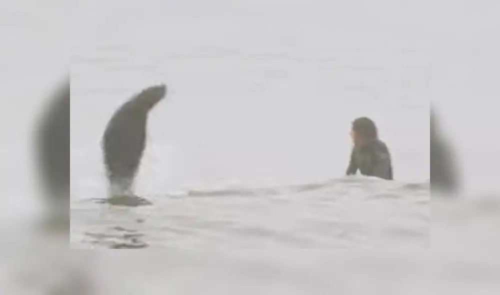 Joven practicaba surf en el agua cuando una foca aparece saltando y lo asusta [VIDEO]