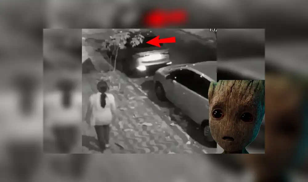 Facebook: mujer 'enloquece' en la calle y es grabada destrozando árbol sin motivo [VIDEO]