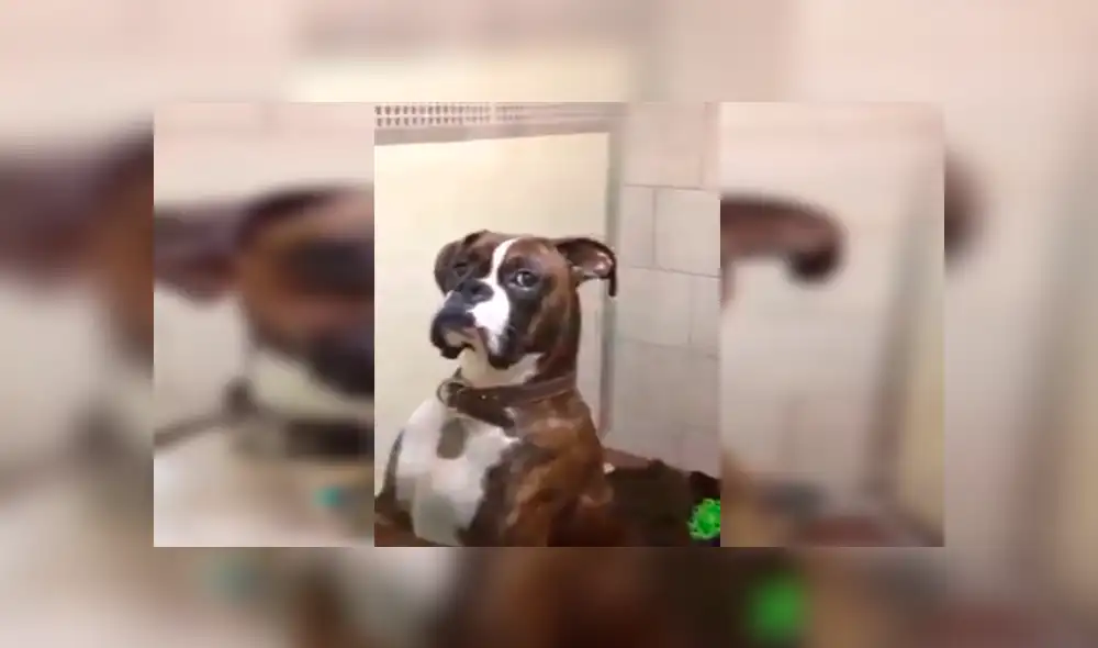 En Facebook, un perro lanzó una furiosa mirada a su amo para mostrar su desacuerdo tras ser trasladado al veterinario. En Facebook, un perro lanzó una furiosa mirada a su amo para mostrar su desacuerdo tras ser trasladado al veterinario.