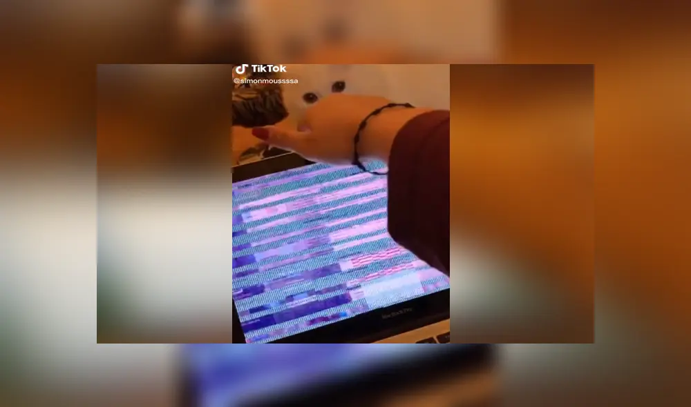 A través de TikTok se hizo viral el momento en que un gato malogra la latop de su dueña por accidente.