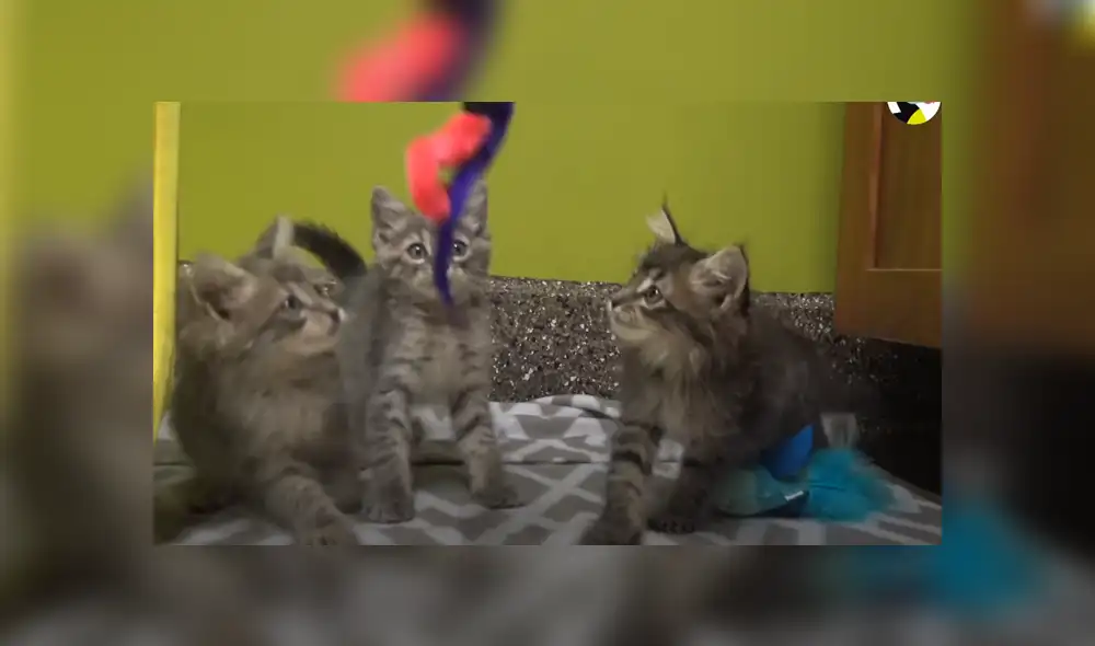 Un grupo de rescatistas se encargaron de poner a salvo a unos pequeños gatos abandonados. Foto: Facebook