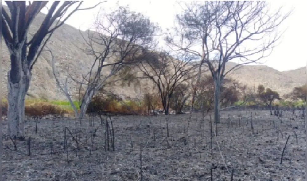 Áncash COER Huarmey incendio forestal