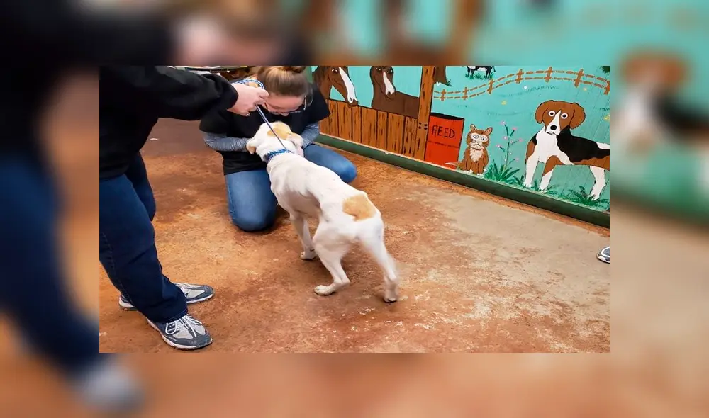 Hombre rapta a exesposa y tortura a la mascota hasta dejarlo agonizando [VIDEO]