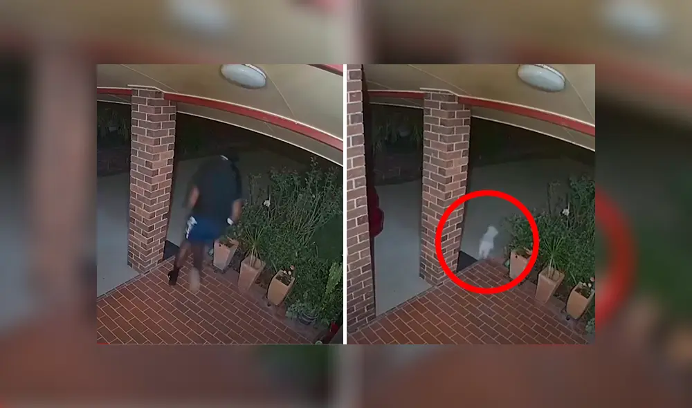 Desliza las imágenes para observar la acción de un perro tras percatarse que unos malhechores intentaron invadir su casa. Desliza las imágenes para observar la acción de un perro tras percatarse que unos malhechores intentaron invadir su casa.